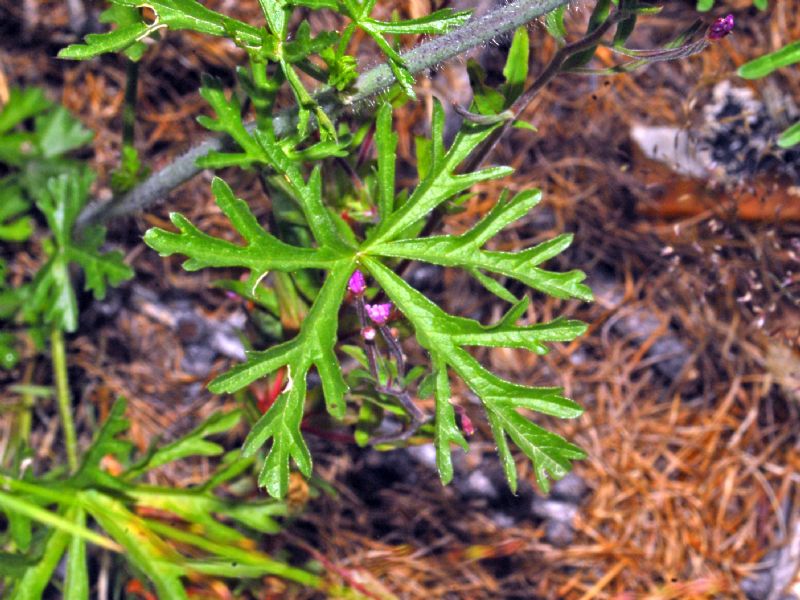 Dei bei fiori bianchi di montagna